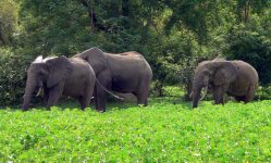 Digya National Park