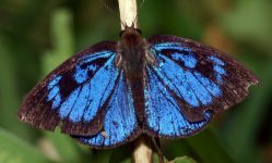 Kakum National Park